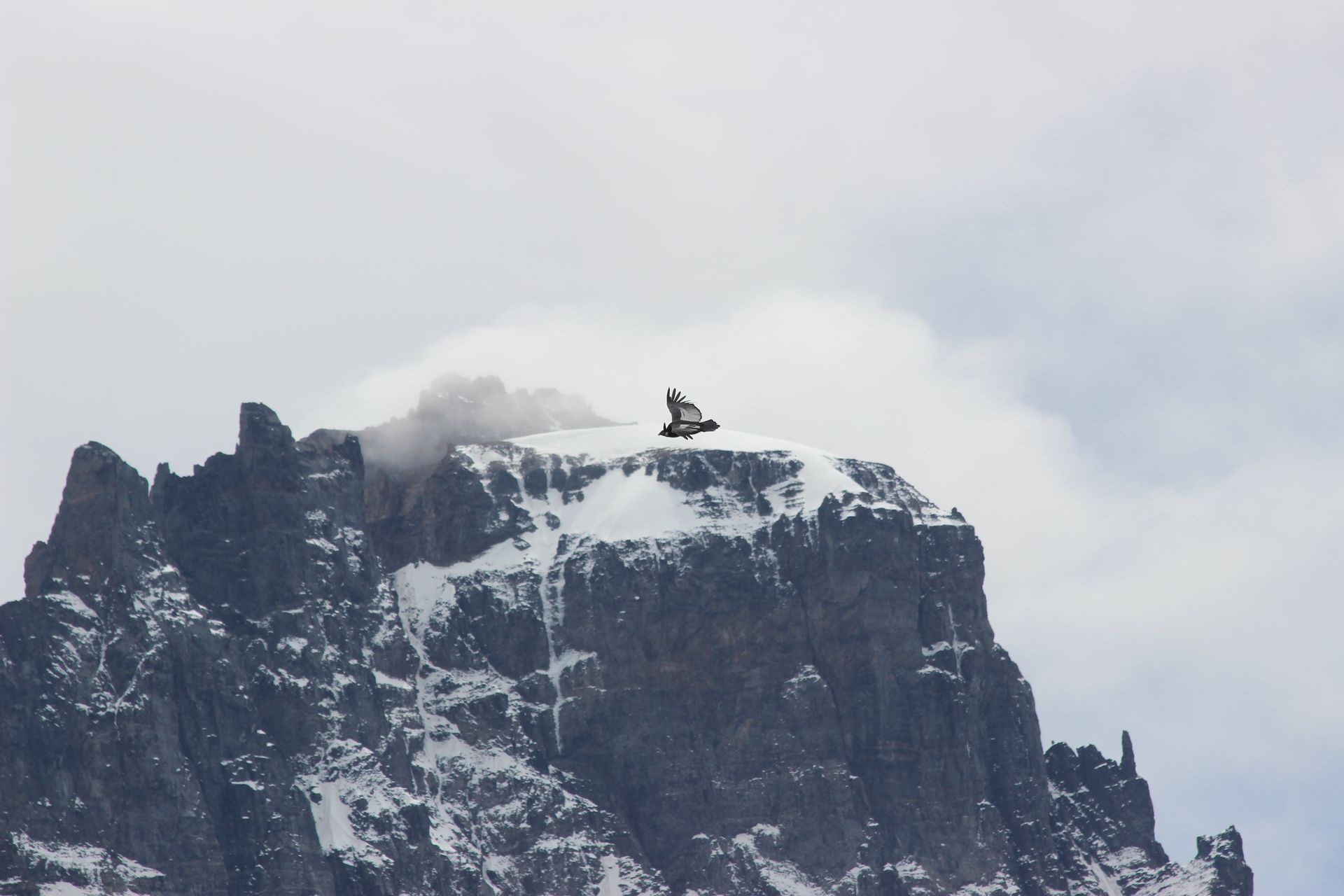 Cóndor en vuelo